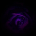 Profile picture of purplehead23